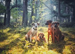 Psy w lesie