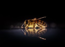 Pszczoła i jej odbicie w makro