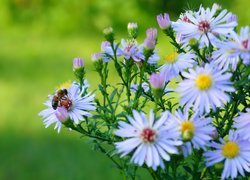 Kwiaty, Astry marcinki, Pszczoła