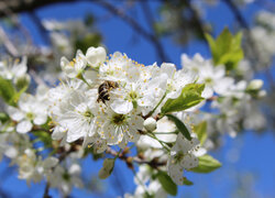 Pszczoła na białych kwiatach wiśni