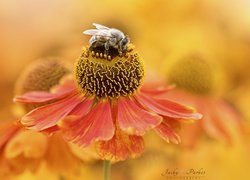 Pszczoła na dzielżanie