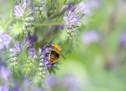 Pszczoła na fioletowych kwiatach facelii