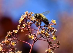 Pszczoła na gałązce kwiatu