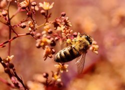 Pszczoła na gałązce