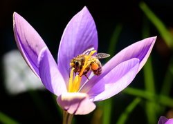 Krokus, Pszczoła, Makro