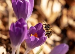 Pszczoła na krokusie