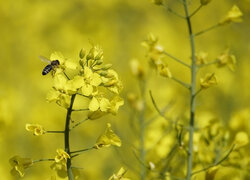 Pszczoła na kwiatach rzepaku