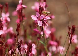 Różowe, Kwiaty, Gaura, Pszczoła