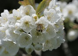 Białe, Kwiaty, Drzewo owocowe, Jabłoń, Pszczoła