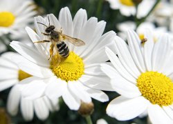 Pszczoła na margerytce w zbliżeniu