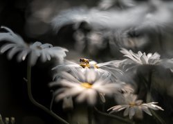Margerytki, Złocienie, Pszczoła, Zbliżenie