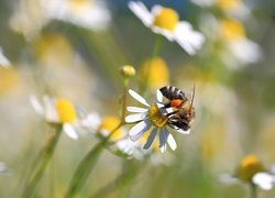 Pszczoła na rozkwitniętym rumianku