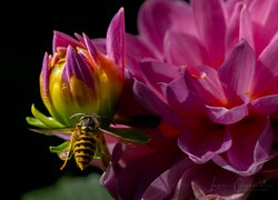 Pszczoła na różowej dalii