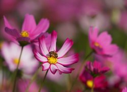 Pszczoła na różowej kosmei
