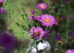 Pszczoła na różowych astrach