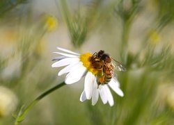 Pszczoła na rumianku