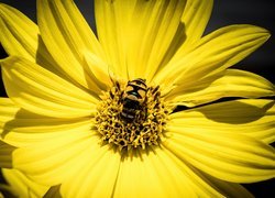 Pszczoła na żółtym kwiatku w zbliżeniu