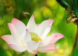 Pszczoła nad kwiatem lotosu