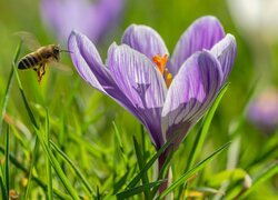 Krokus, Fioletowy, Zbliżenie, Trawa, Pszczoła