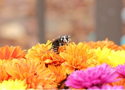 Pszczoła przysiadła na kolorowych chryzantemach