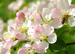 Pszczoła przysiadła na kwitnącej gałązce jabłoni w wiosennym słońcu