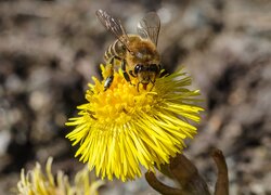 Pszczoła siedząca na żółtym kwiatku
