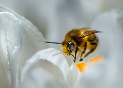 Pszczoła, Biały, Kwiat, Makro