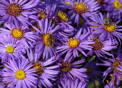 Pszczoły na fioletowych astrach