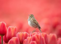 Ptak na czerwonych tulipanach