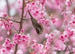 Ptak na gałązce wiśni japońskiej
