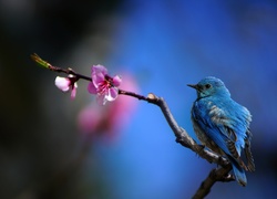 Ptak na gałęzi z różowym kwiatem