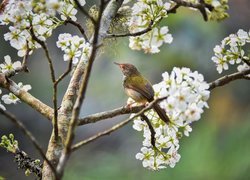 Ptak na kwitnącej gałęzi