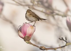 Ptak, Kwiat, Magnolia, Pąk