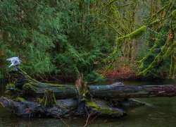 Ptak na powalonym drzewie nad leśną rzeką Goldstream River