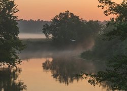 Ptak nad zamgloną rzeką