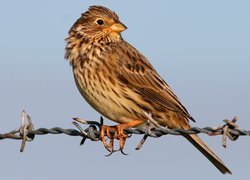 Ptak siedzący na kolczastym drucie