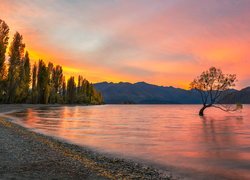 Jezioro Wanaka, Drzewa, Zachód słońca, Pochylone, Drzewo, Ptaki, Góry, Jesień, Region Otago, Nowa Zelandia