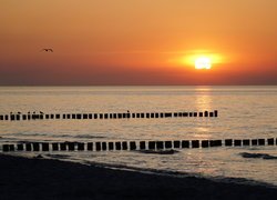 Ptaki na palach w morzu o zachodzie słońca