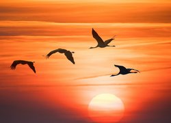 Ptaki na tle nieba w zachodzącym słońcu
