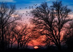 Ptaki nad drzewami w zachodzącym słońcu