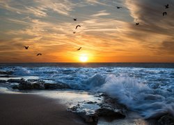Ptaki nad morzem o wschodzie słońca