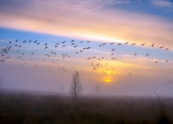 Ptaki nad zamgloną łąką o wschodzie słońca