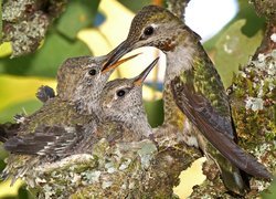 Ptasia rodzina kolibròw