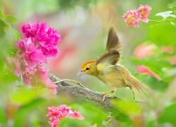 Ptaszek, Kwiaty, Wiosna