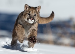 Puma biegnąca po śniegu