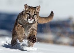 Biegnąca, Puma, Śnieg