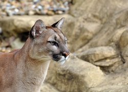 Puma kostarykańska, Skała