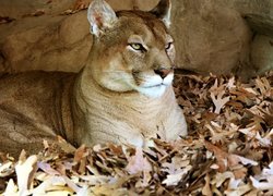 Puma leżąca na suchych liściach