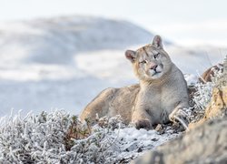 Puma na zaśnieżonych roślinach