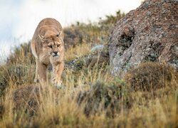 Dziki, Kot, Puma, Roślinność, Kamienie